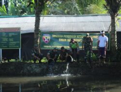 Sukseskan Ketahanan Pangan, Babinsa Dan Tiga Pilar Desa Tabur Benih Ikan Nila
