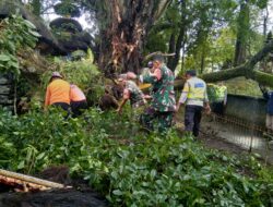 Koramil 04/Kintamani Bersama Instansi Terkait Dan Masyarakat Evakuasi Pohon Tumbang Di Pura Indrakila
