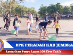 Lestarikan Penyu DPK Peradah Kabupaten Jembrana Lepas Liarkan 100 Ekor Tukik