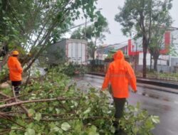 Pengendara Motor Ditimpa Oleh Pohon Tumbang Akibat Hujan Lebat Dan Angin Kencang Di Jembrana