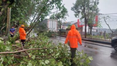 Pengendara Motor Ditimpa Oleh Pohon Tumbang Akibat Hujan Lebat Dan Angin Kencang Di Jembrana
