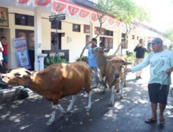 Satu Tersangka Pencurian Sapi di Jembrana Ditangkap, Kerugian Korban Capai Jutaan Rupiah