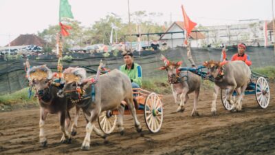 Mekepung Bupati Cup 2023 Pertama Kali Diselenggarakan di Sirkuit All in One