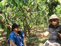Kakao Jembrana Memikat Dunia: Delegasi 40 Negara Akan Kunjungi Kebun Kakao Desa Ekasari dalam Indonesia International Cocoa Conference