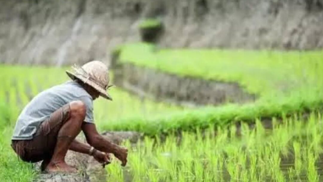 Kios Jual Pupuk Subsidi di Atas HET Dengan Modus Ongkir Angkutan Menaikkan Harga 8 Ribu Per Sak 