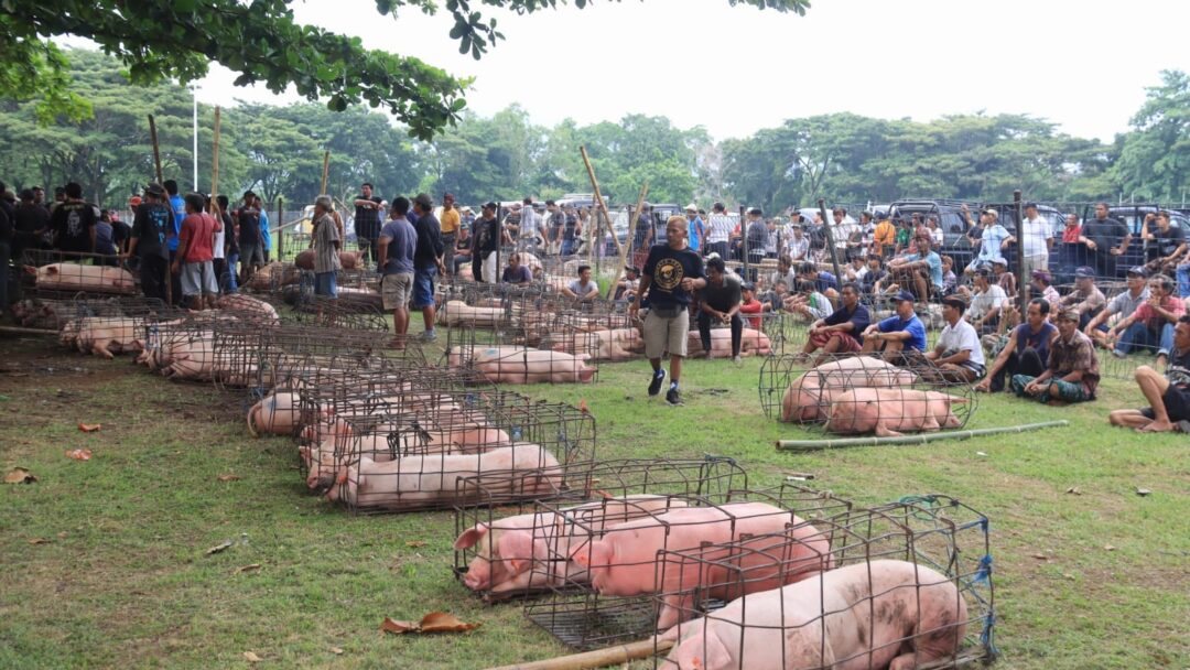 Baru Menjabat, Bendesa Adat Yehembang Dinilai Nyeleneh, Jual Babi Bantuan Pemkab Jembrana