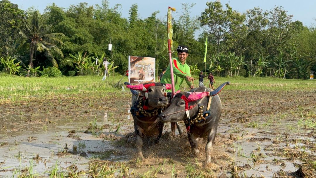 Kabupaten Jembrana Gelar Lomba Makepung Lampit Tahun 2024