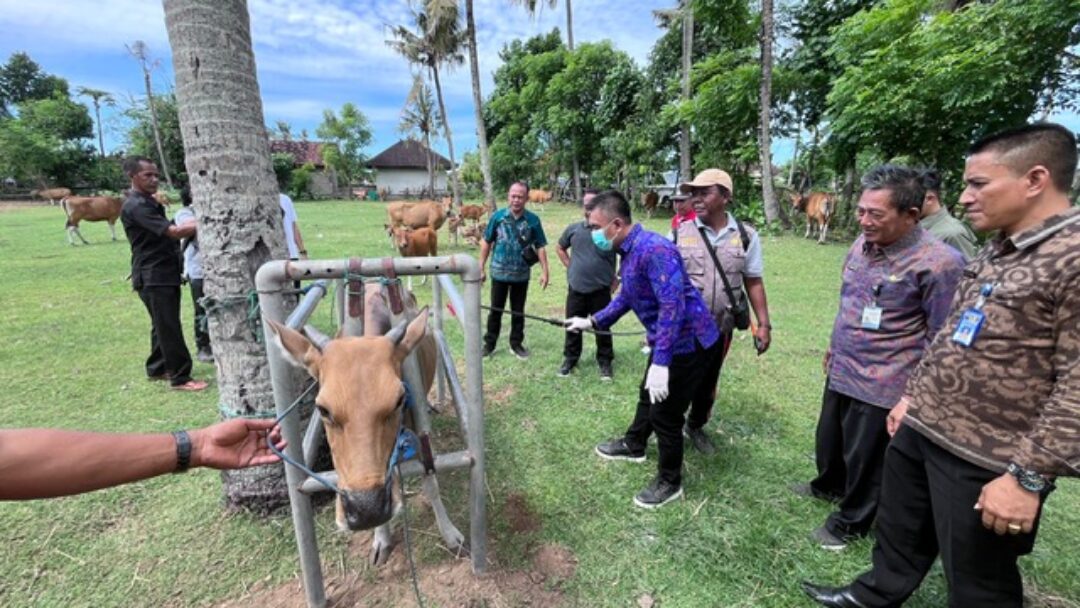 Dinas Pertanian Dan Pangan Kabupaten Jembrana Gelar Pelayanan Kesehatan Hewan Terpadu Antisipasi Penyakit Pada Ternak,