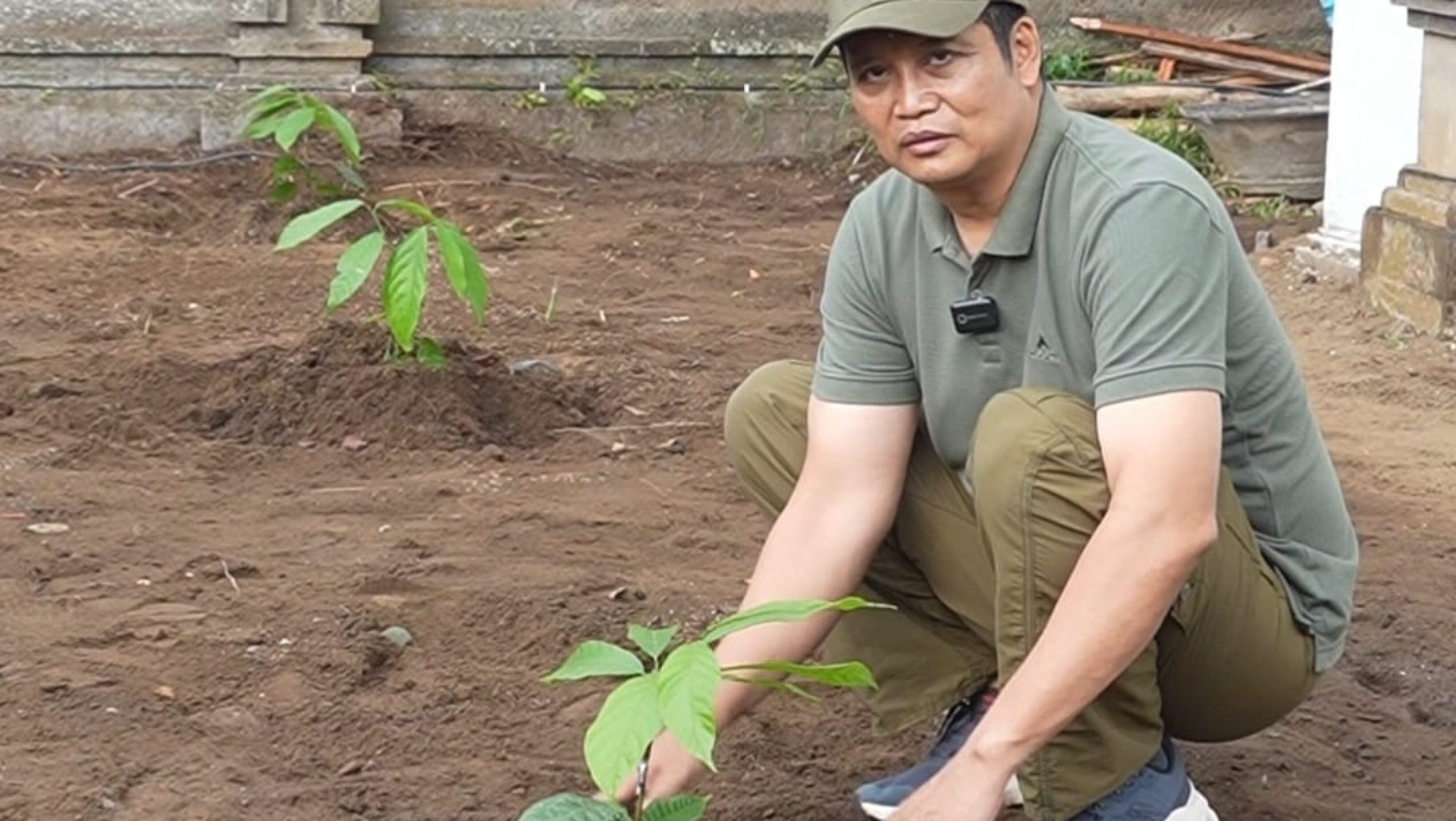 Kakao Jadi Prioritas, Bupati Jembrana Tanam Pohonnya Di Kediaman Dinas