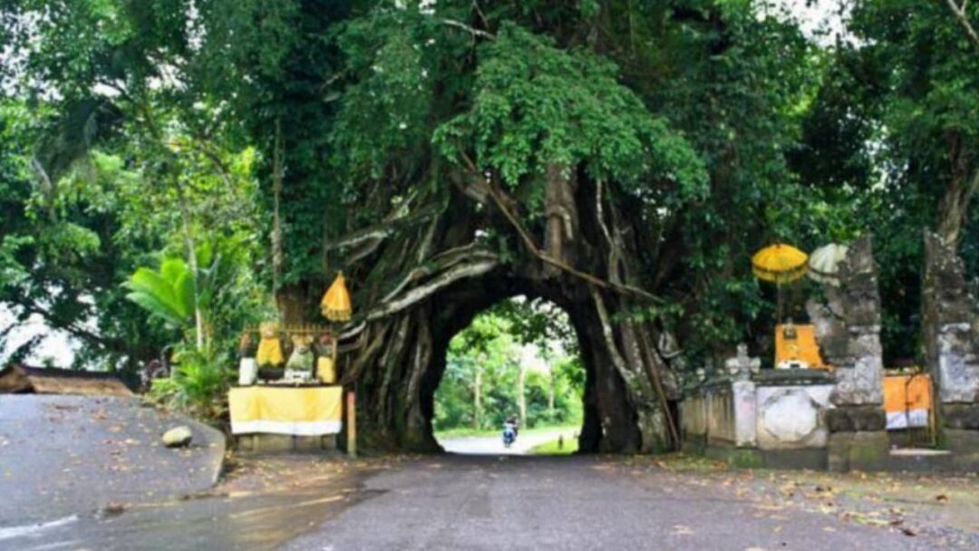 Sejarah Bunut Bolong Dan Desa Manggissari, Warisan Sakral Di Jembrana Bali
